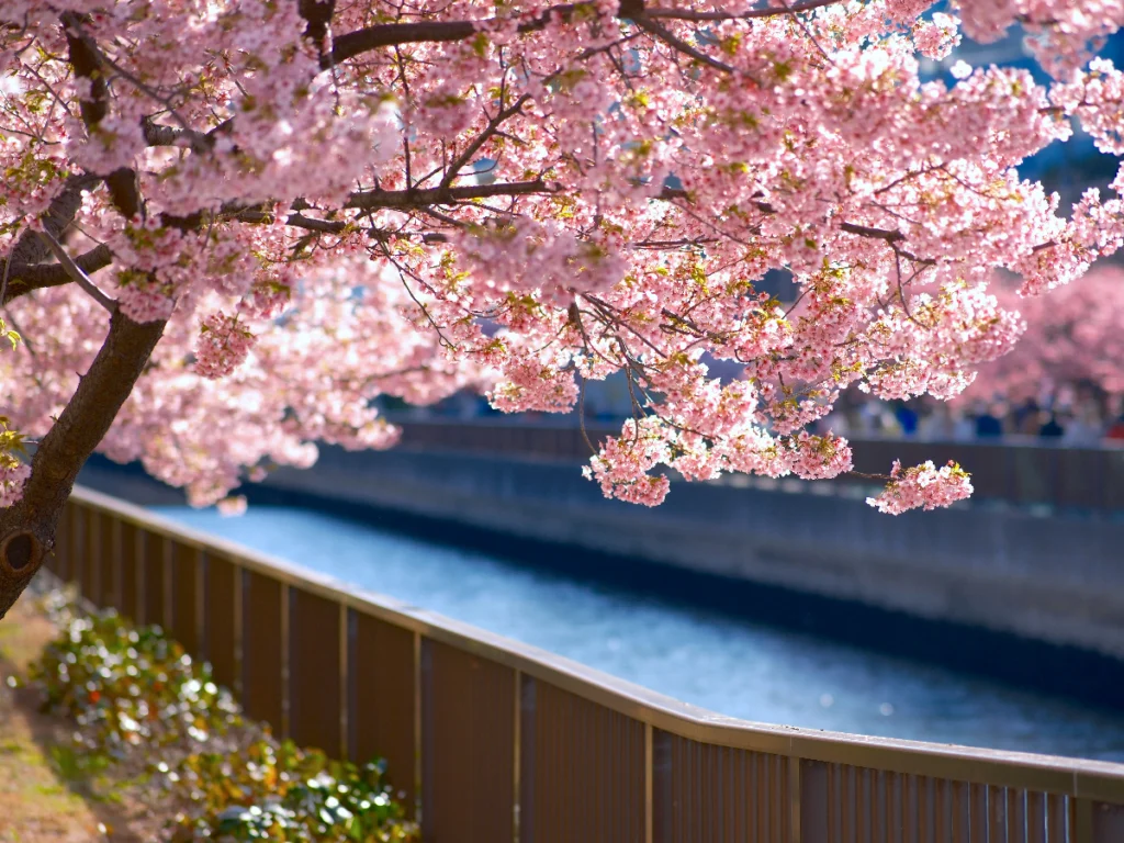 cerezos en flor en Japón