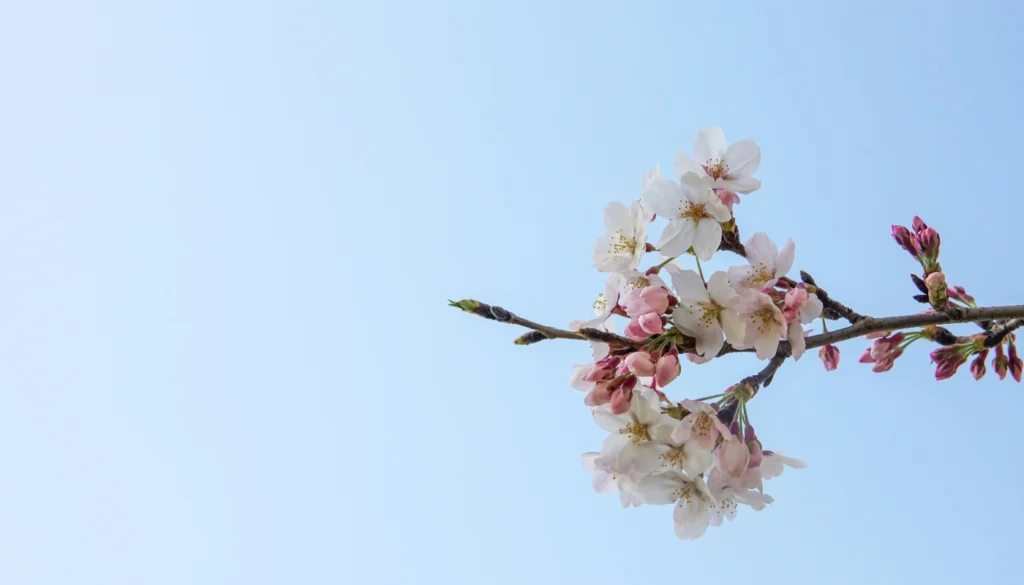 flores de cerezo, Japon