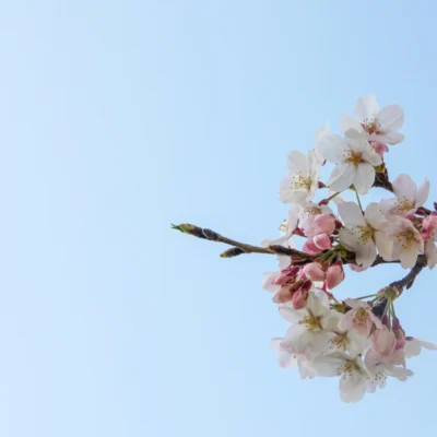 flores de cerezo, Japon