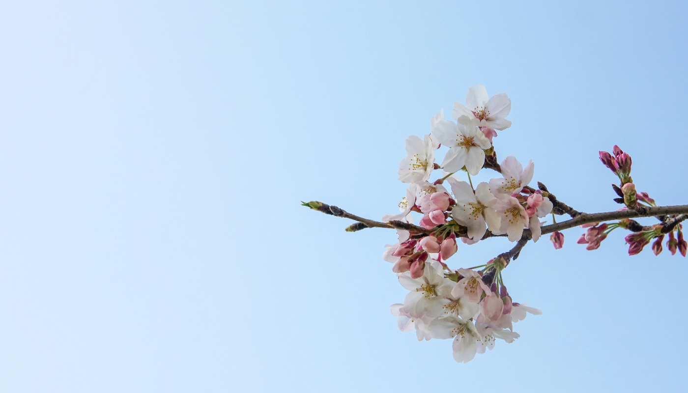 flores de cerezo, Japon