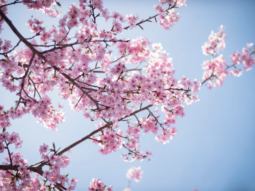 cerezos en flor en Japón