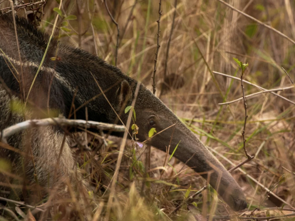 hormiguero en el pantanal de Brasil