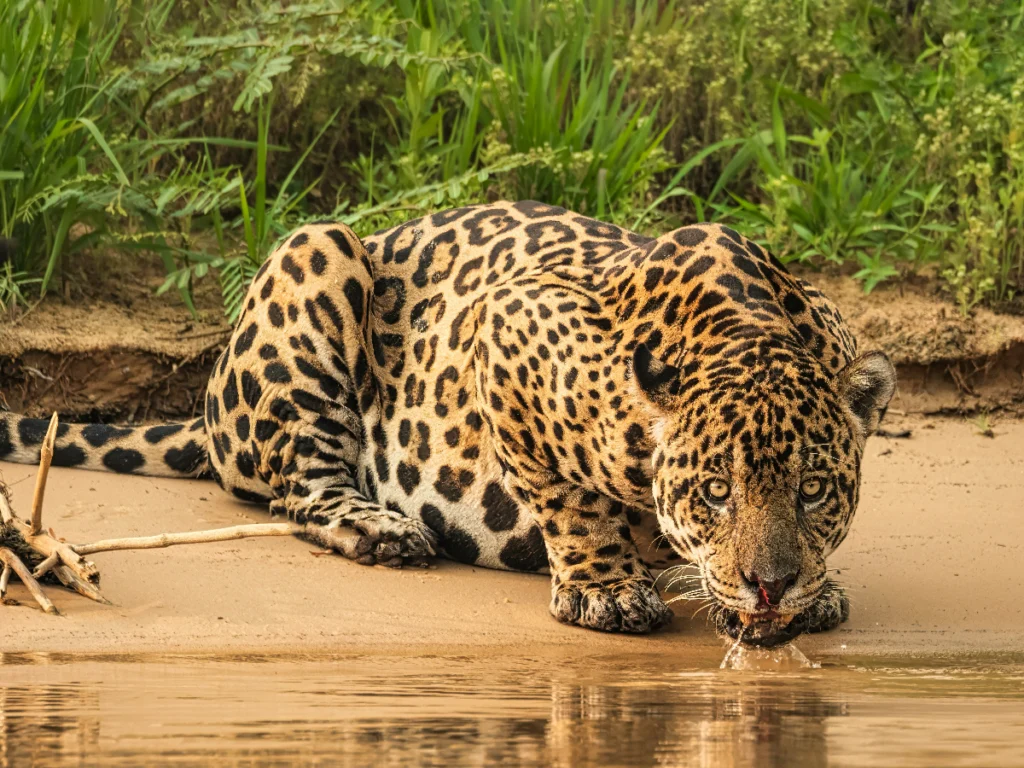jaguar en el pantanal de Brasil