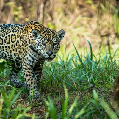 jaguar en el pantanal de Brasil