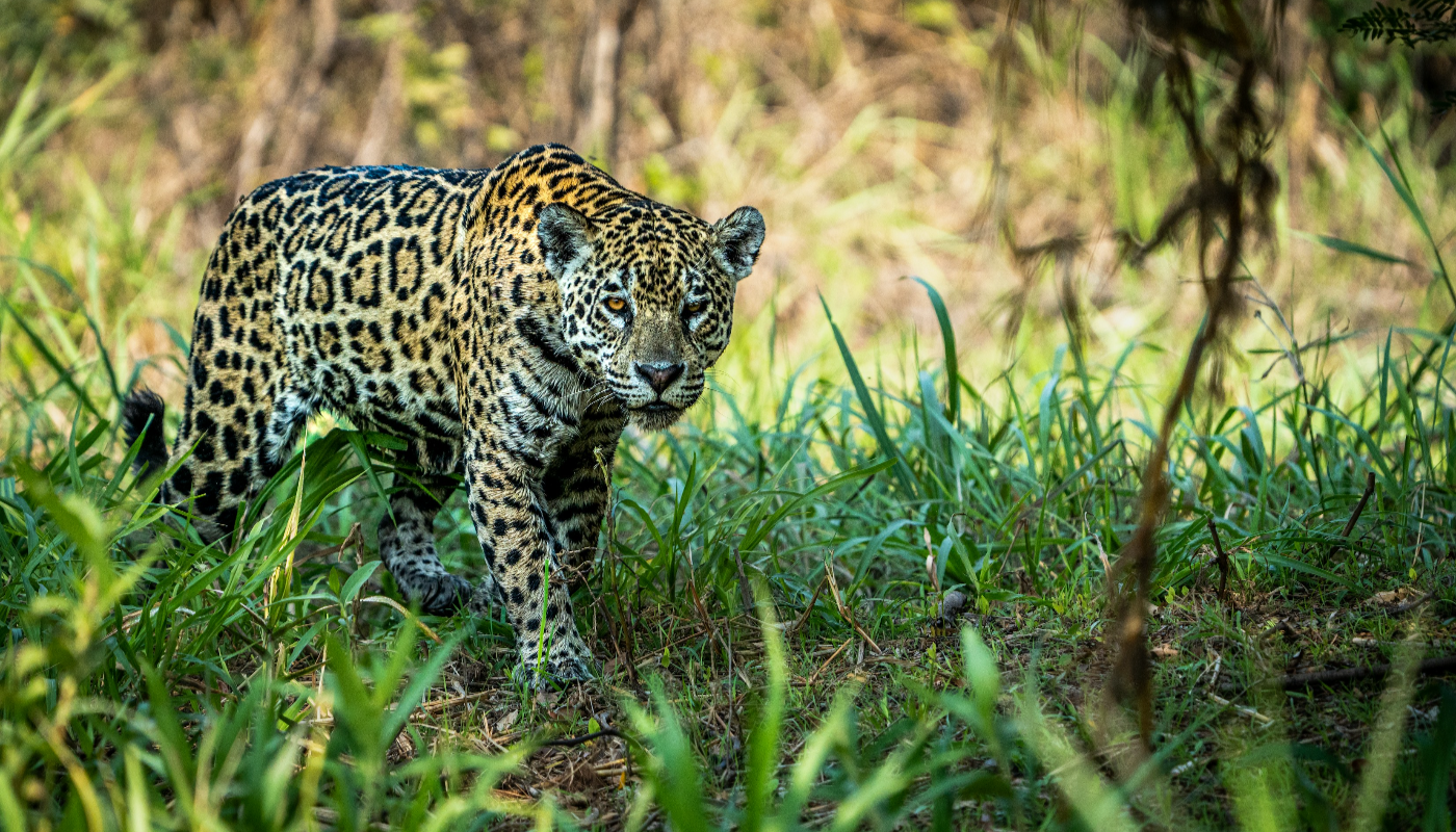 jaguar en el pantanal de Brasil