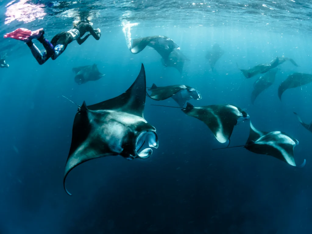 mantarrayas en Maldivas