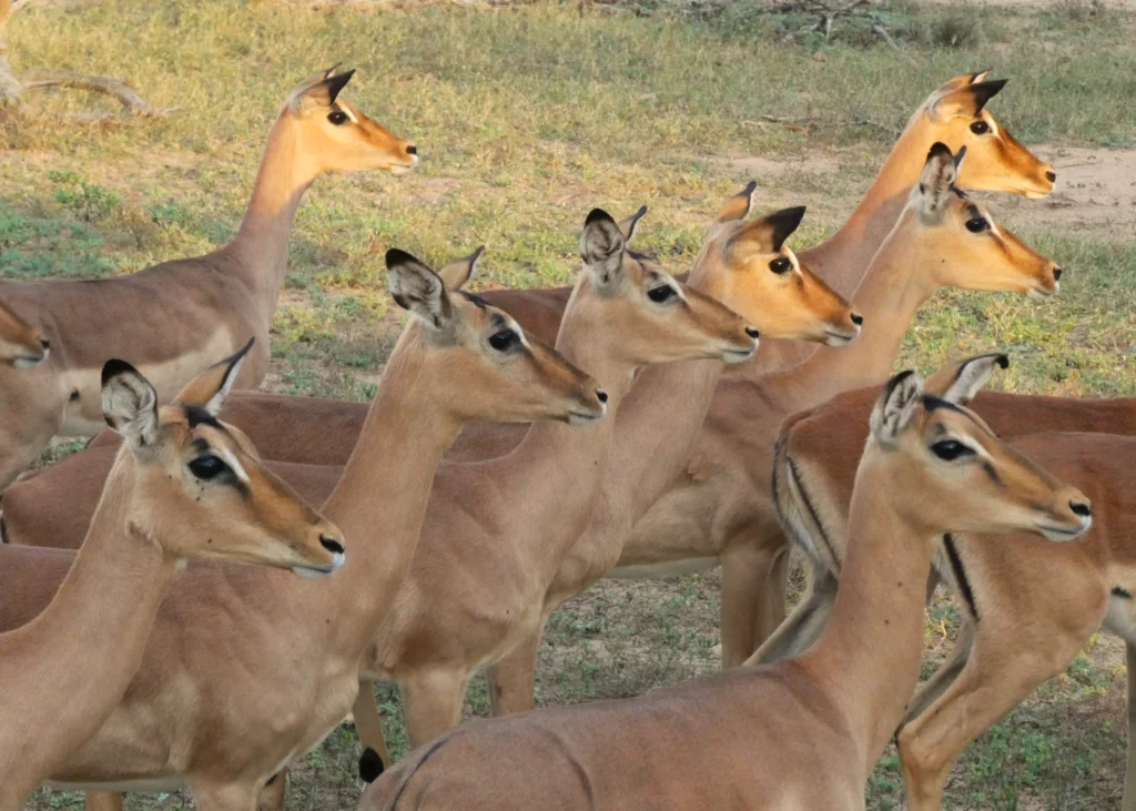 impalas