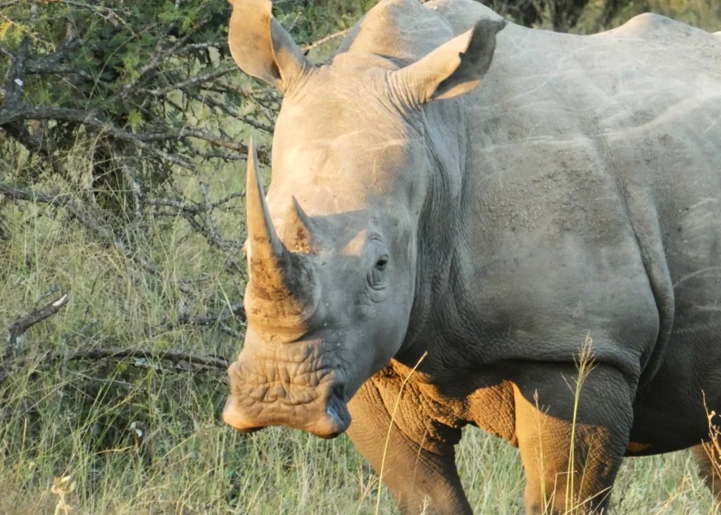 rinoceronte en Sudáfrica