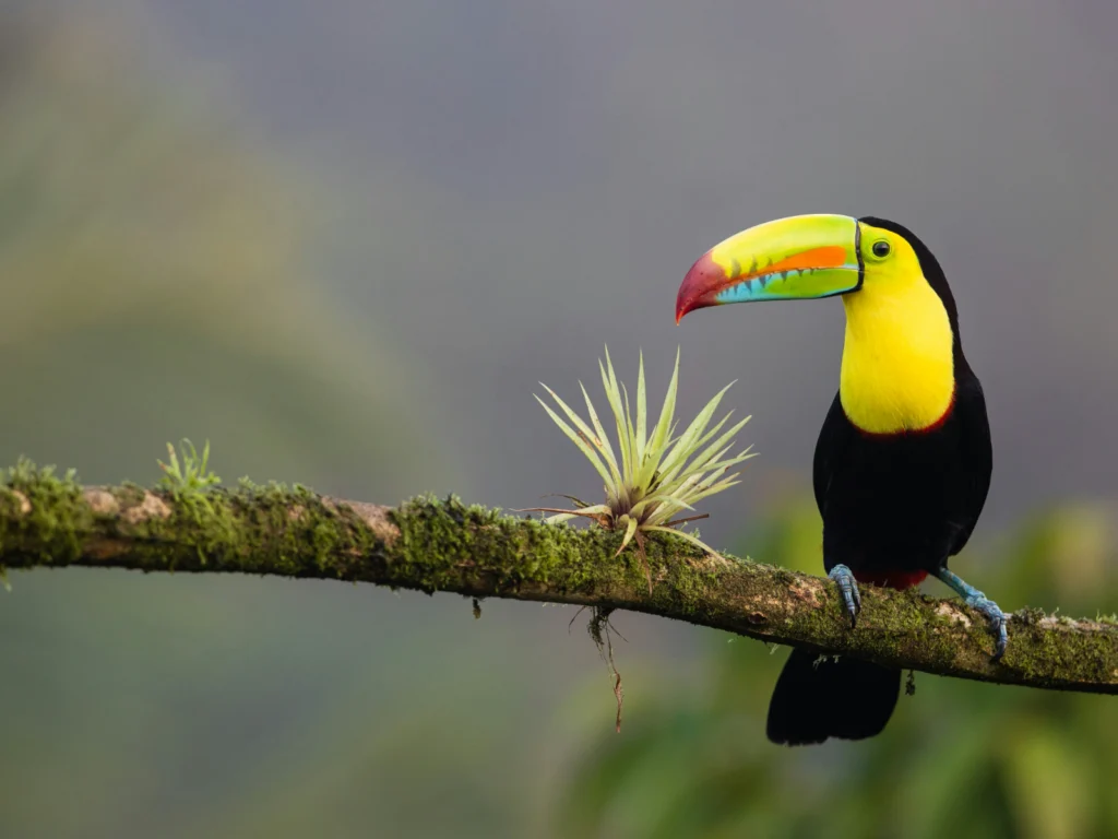 tucán en Costa Rica