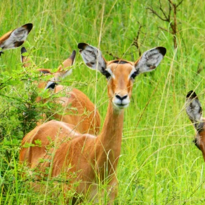 impalas en uganda