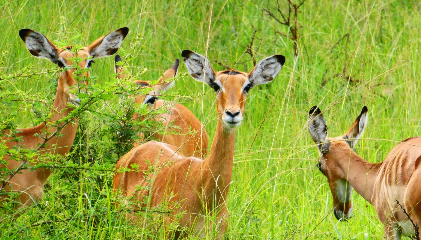 impalas en uganda